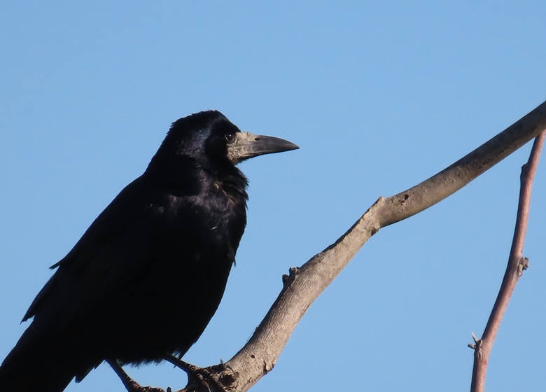 Rook — Ana fotoğraf
